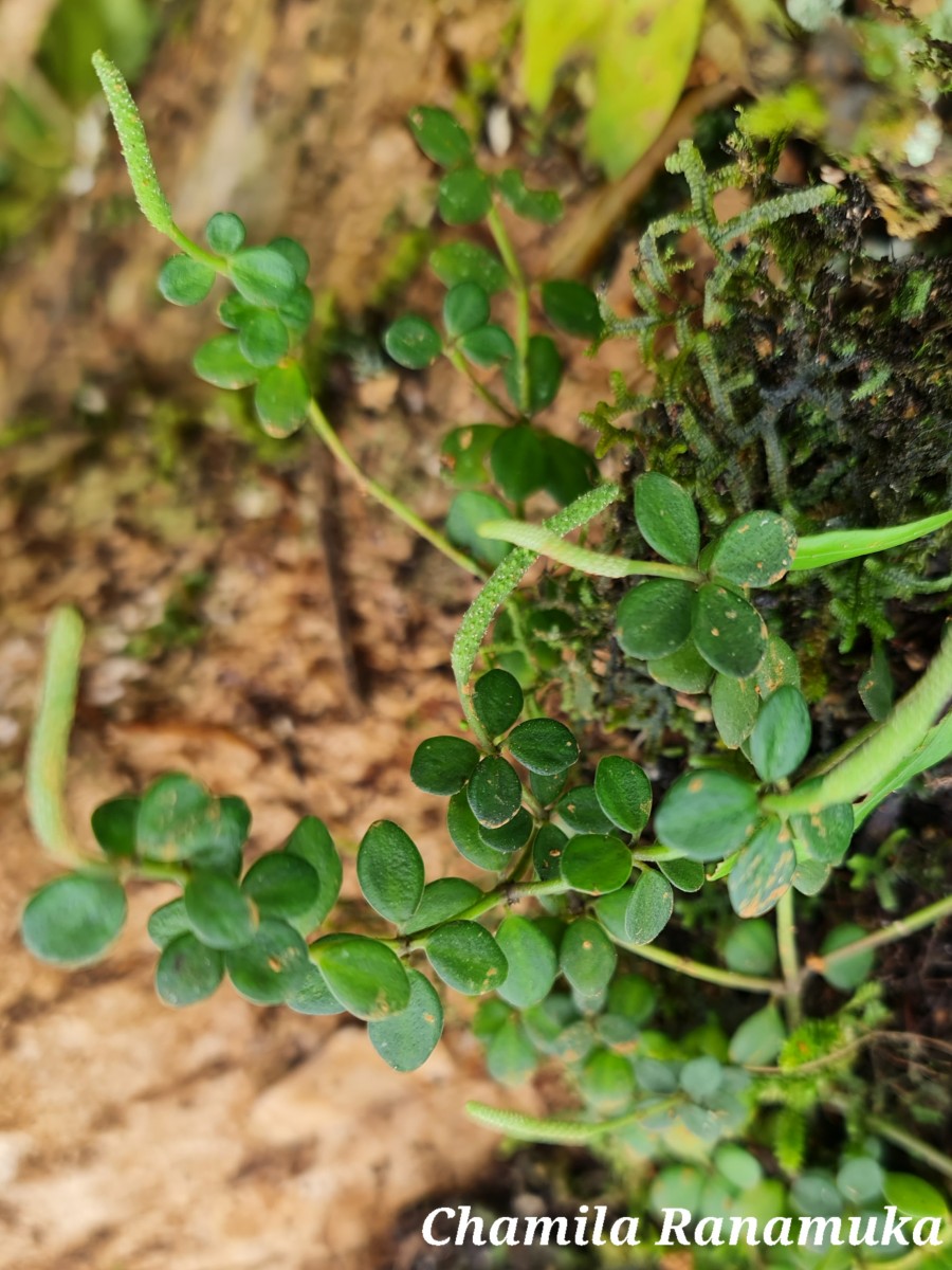 Peperomia tetraphylla (G.Forst.) Hook. & Arn.